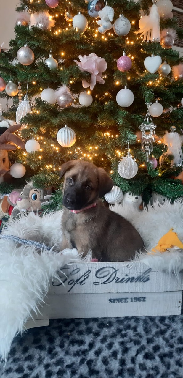 Kerstgroet!