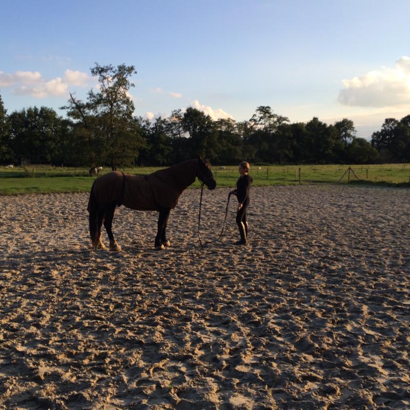 Workshop Paardencoaching! Workshop Paardencoaching!